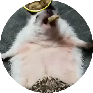 🌟 emoji Больше стиков тут: @stikery4 Telegram sticker 20 of 50