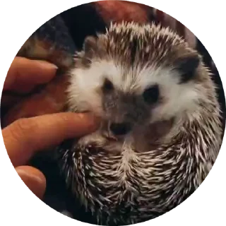 🌟 emoji Больше стиков тут: @stikery4 Telegram sticker 5 of 50