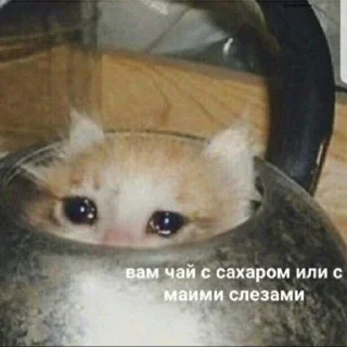 😭 emoji SadCat Telegram sticker 1 of 74