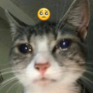 🥺 emoji vsyakiye smeshnyye shtuki Telegram sticker 8 of 98