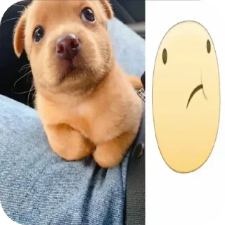 🐶 emoji Не заходи сюда👉🏻 @stikiin Telegram sticker 10 of 40