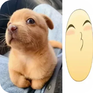 🐱 emoji Не заходи сюда👉🏻 @stikiin Telegram sticker 11 of 40