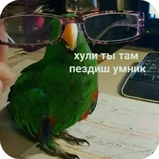 🐦 emoji Больше стикеров 👉🏻 @stickertg4 Telegram sticker 21 of 47