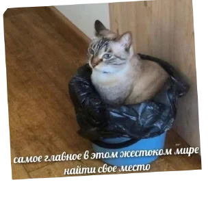 🐱 emoji Маз хуесос @sozdat_stikery_bot Telegram sticker 10 of 10