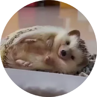 🌟 emoji Больше стиков тут: @stikery4 Telegram sticker 19 of 24