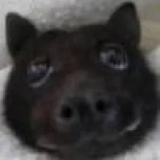 🦇 emoji Mısıq Emes Telegram sticker 8 of 120