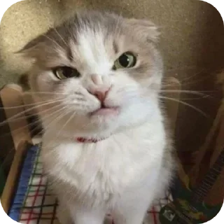 😡 emoji Minnu cat 💕 Telegram sticker 9 of 39