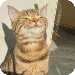 🌞 emoji Minnu cat 💕 Telegram sticker 16 of 39