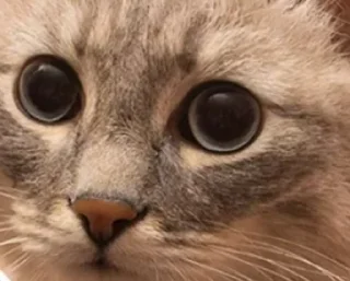 🌟 emoji Кубические котончики Telegram sticker 6 of 78