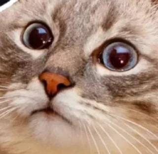 🌟 emoji Кубические котончики Telegram sticker 7 of 78