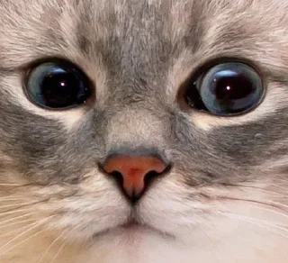 🌟 emoji Кубические котончики Telegram sticker 24 of 78
