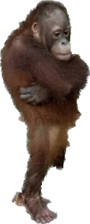 😨 emoji @stikerk877 Telegram sticker 14 of 78
