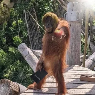 🐵 emoji Больше стиков тут: @stikery4 Telegram sticker 11 of 119