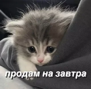 😨 emoji @saintwb СТИКЕРЫ ДЛЯ АДМИНОВ Telegram sticker 8 of 39