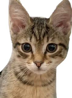 ☺️ emoji Мая Telegram sticker 15 of 28