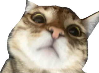 😺 emoji Мая Telegram sticker 10 of 28