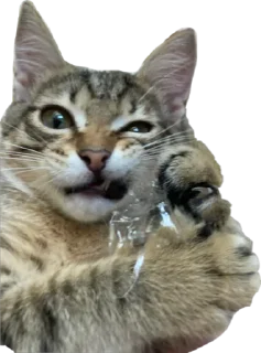 😡 emoji Мая Telegram sticker 14 of 28