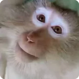☺ emoji Такамура и его дурь Telegram sticker 23 of 40