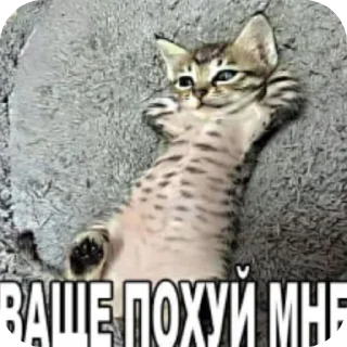 🐱 emoji У тех,кто это юзает есть мама Telegram sticker 5 of 29