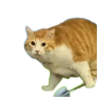 🐱 emoji Крабик рома Telegram sticker 14 of 91