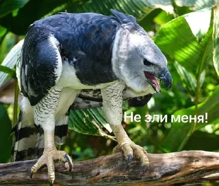 Sticker from Гарпия Орёл