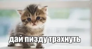 Sticker from даша ты еб