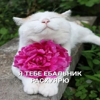 😸 emoji Больше стикеров 👉🏻 @stickertg4 Telegram sticker 20 of 53