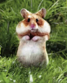🐹 emoji Hamster Telegram sticker 10 of 60