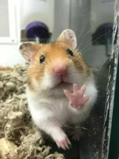🐹 emoji Hamster Telegram sticker 15 of 60