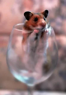🐹 emoji Hamster Telegram sticker 14 of 60