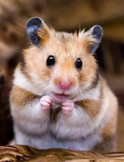 🐹 emoji Hamster Telegram sticker 5 of 60