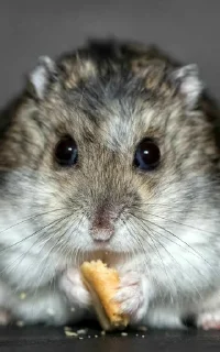 🐹 emoji Hamster Telegram sticker 11 of 60