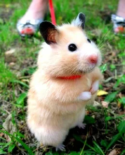 🐹 emoji Hamster Telegram sticker 7 of 60