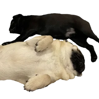 💤 emoji @pug_leonid Telegram sticker 12 of 34