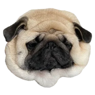 🍺 emoji @pug_leonid Telegram sticker 2 of 34