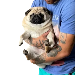 😖 emoji @pug_leonid Telegram sticker 17 of 34
