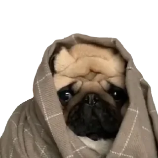🥟 emoji @pug_leonid Telegram sticker 4 of 34