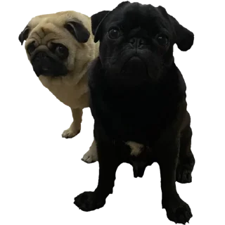 👬 emoji @pug_leonid Telegram sticker 9 of 34