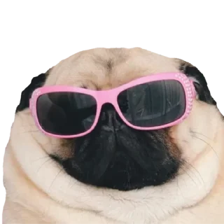 😎 emoji @pug_leonid Telegram sticker 3 of 34