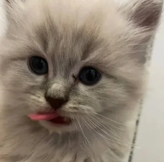 😛 emoji я няшка Telegram sticker 8 of 37