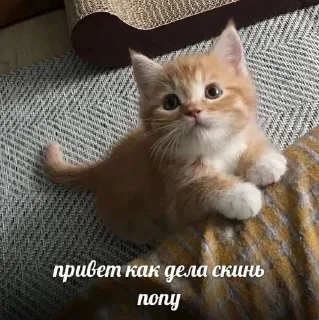 🌹 emoji я няшка Telegram sticker 6 of 37