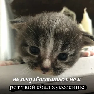Sticker from Агро котики ;; @krsvk0