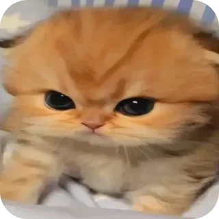 🐱 emoji SinniminisStikers Telegram sticker 12 of 91