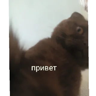 Sticker from ПОН🔪😈