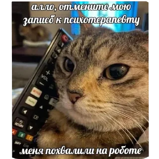 🐱 emoji На случай важных переговоров Telegram sticker 4 of 41