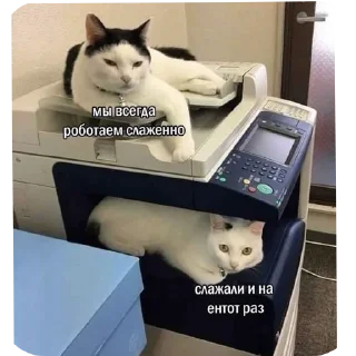 🐱 emoji На случай важных переговоров Telegram sticker 5 of 41