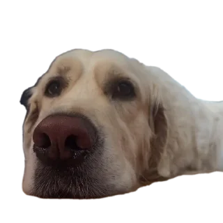 🐶 emoji Луис Telegram sticker 21 of 26