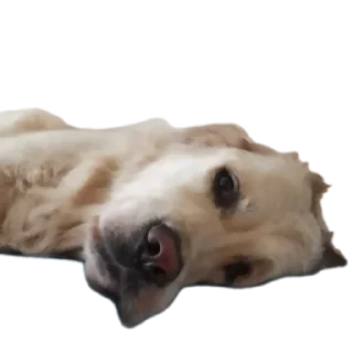 🐶 emoji Луис Telegram sticker 6 of 26