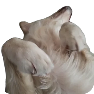 🐶 emoji Луис Telegram sticker 3 of 26