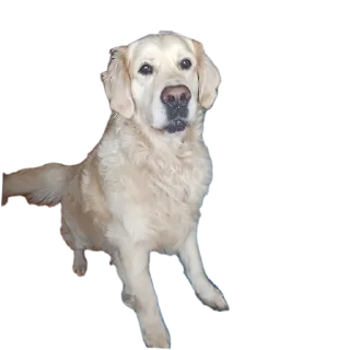 🐶 emoji Луис Telegram sticker 24 of 26